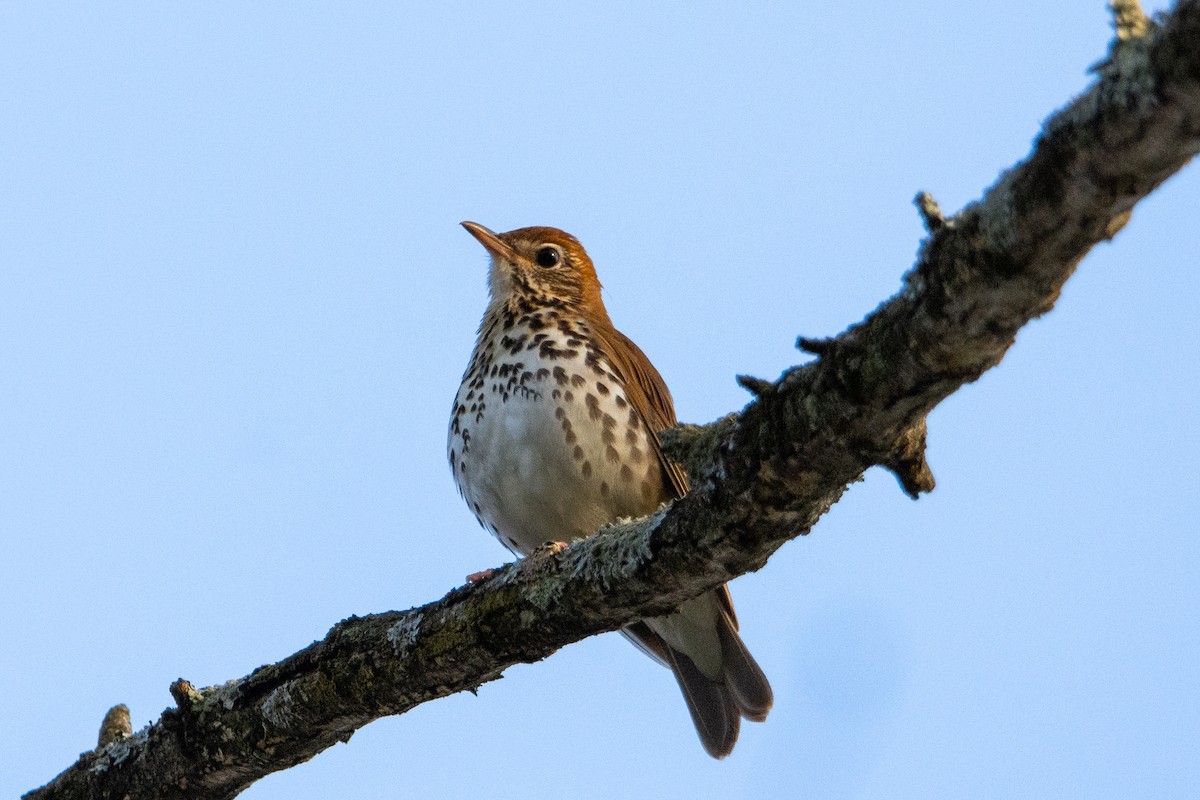 Wood Thrush - Sarah Throckmorton