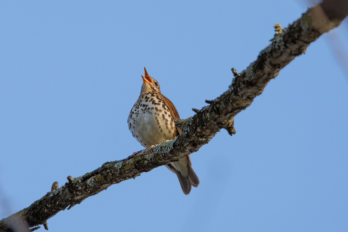 Wood Thrush - Sarah Throckmorton