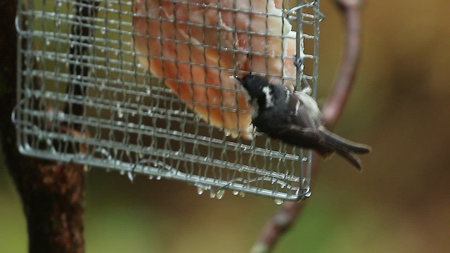 ヒガラ - ML567727551