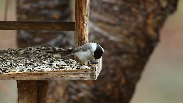 Marsh Tit - ML567727901