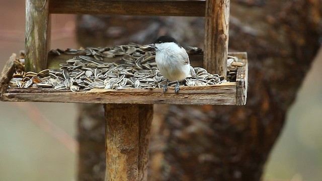 Mésange nonnette - ML567727941