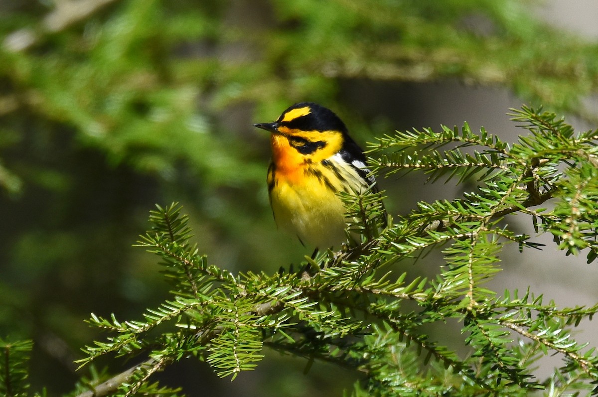 Blackburnian Warbler - Tom Buehl Jr.