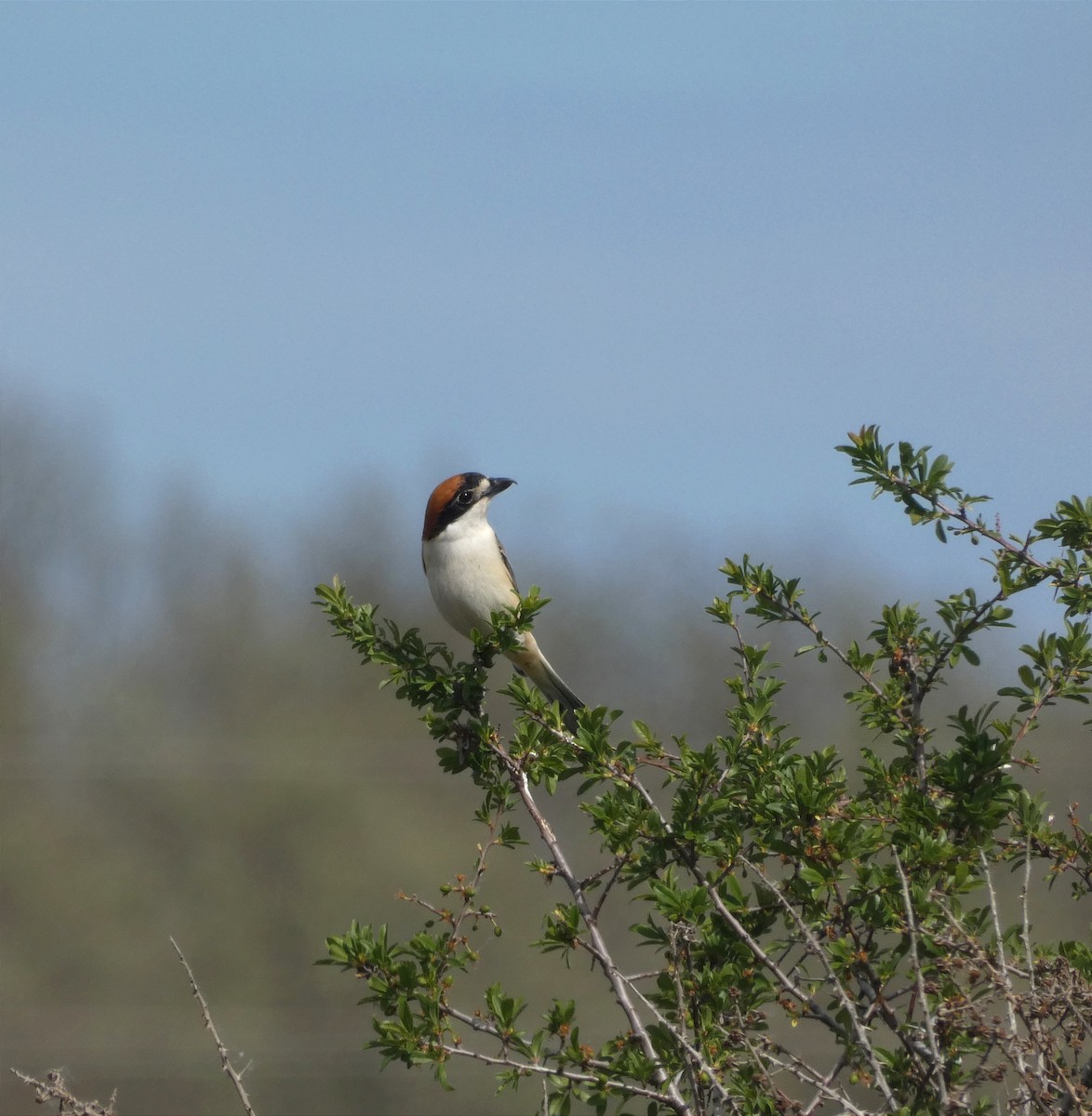 Woodchat Shrike - ML567728781