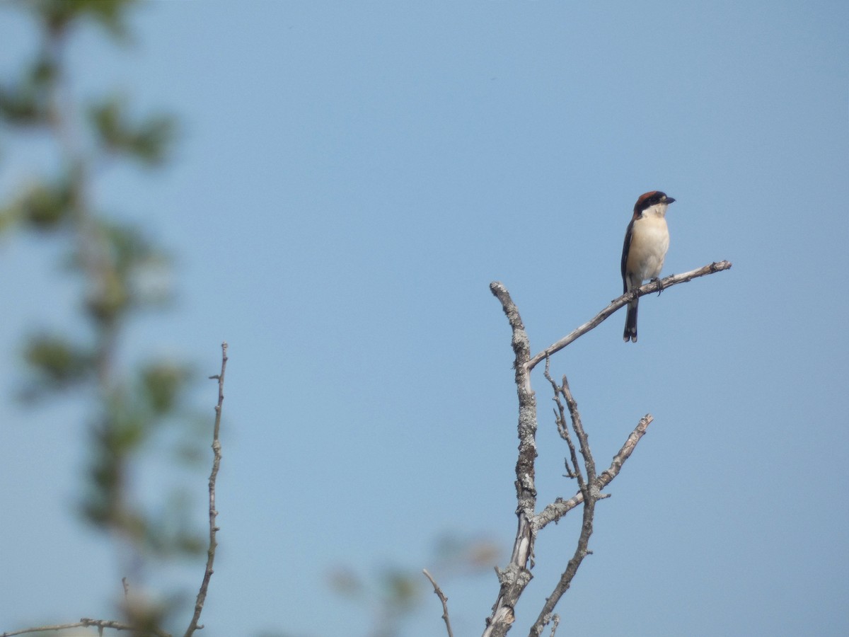 Woodchat Shrike - ML567728791