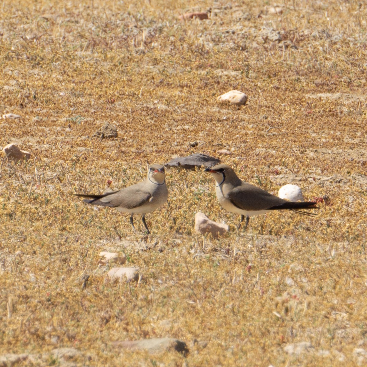 Collared Pratincole - ML567729221