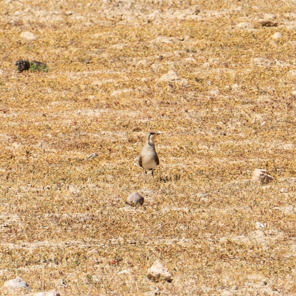 Collared Pratincole - ML567729231