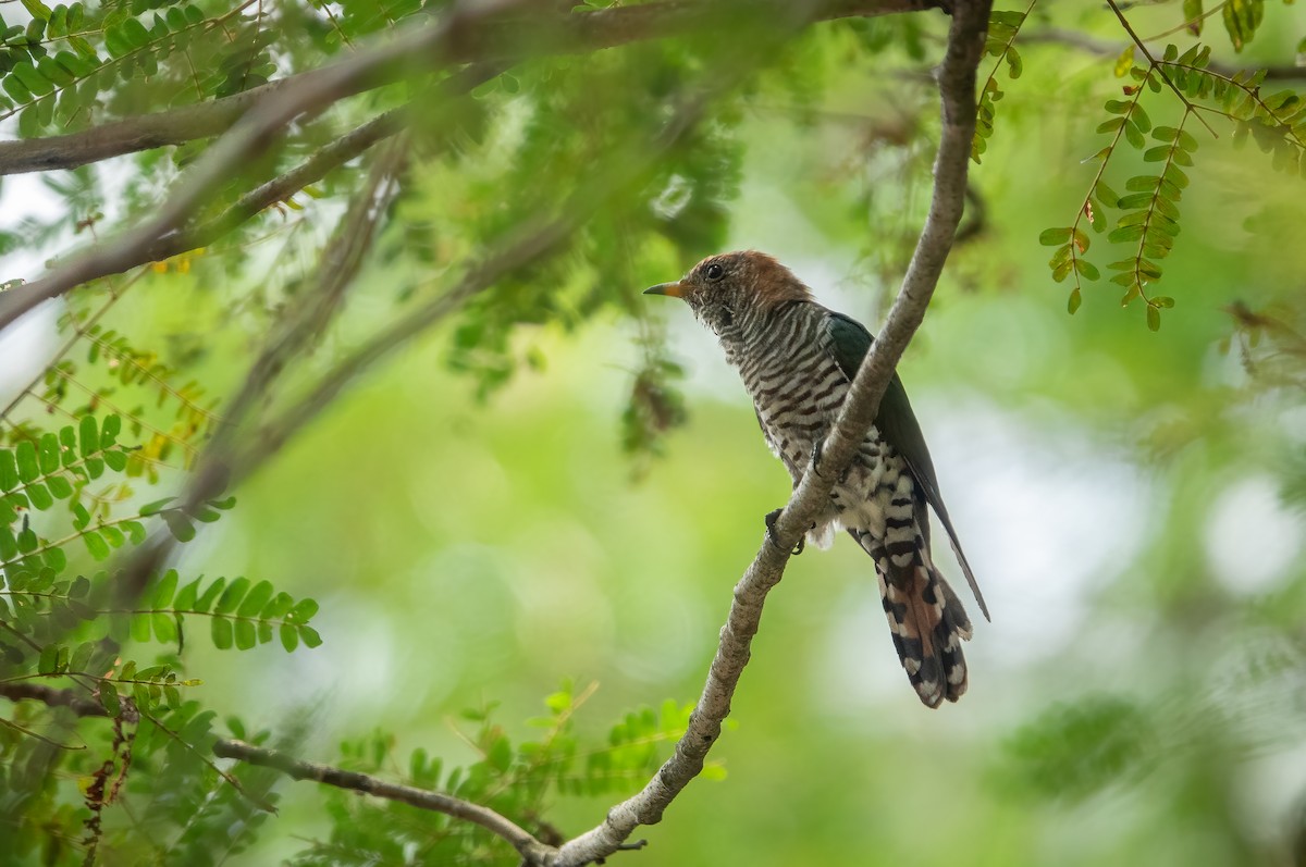 Asian Emerald Cuckoo - Bao Shen Yap