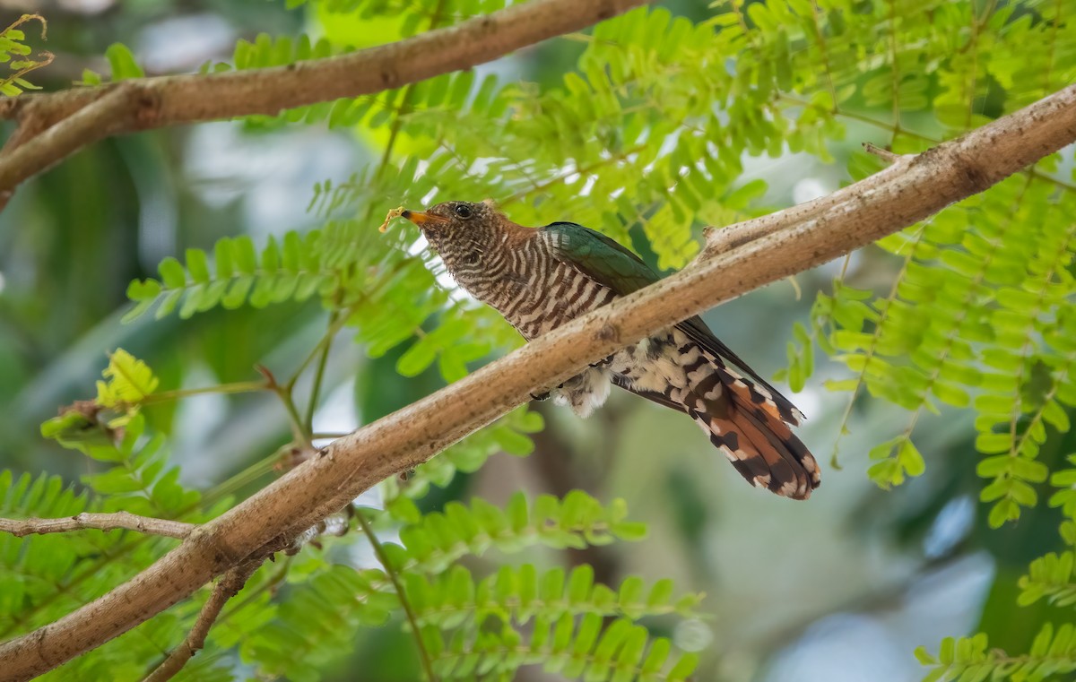 Asian Emerald Cuckoo - ML567729491