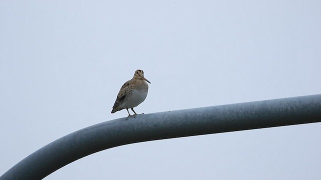 Latham's Snipe - ML567729801