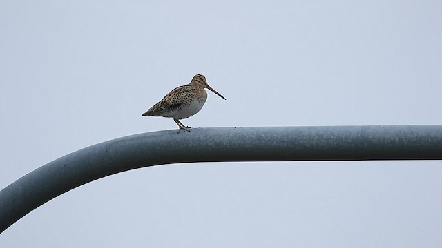 Latham's Snipe - ML567729871