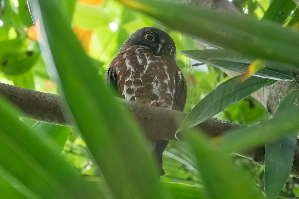 Brown Boobook - ML567730051