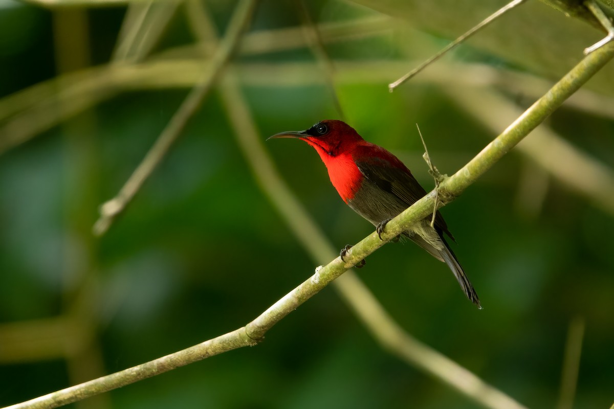 Crimson Sunbird - ML567730131