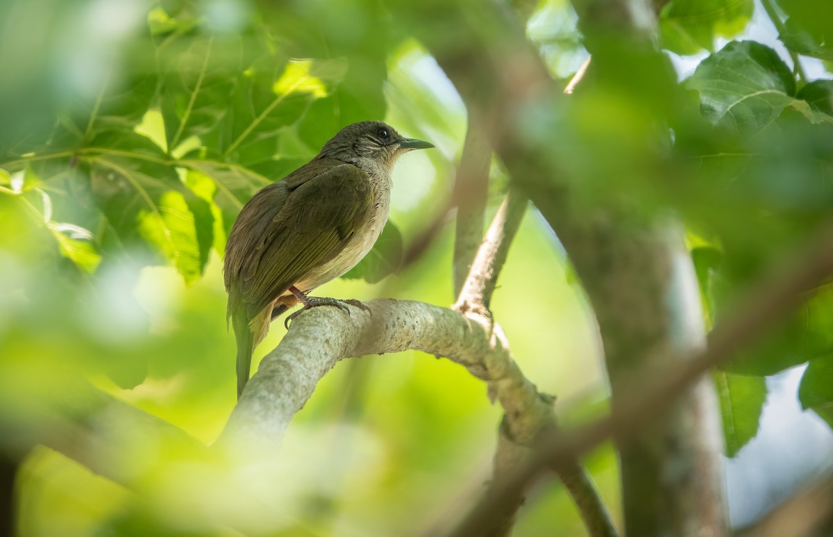 Olive-winged Bulbul - ML567730161