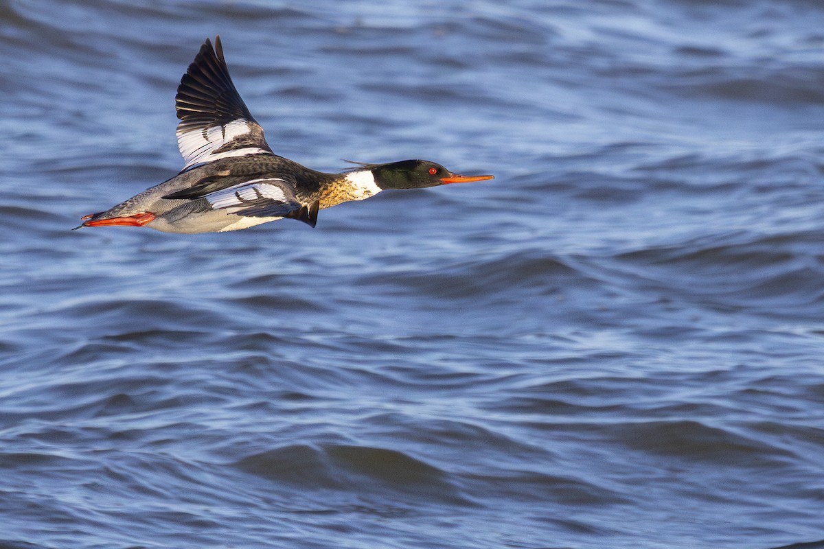 Red-breasted Merganser - Maurice Pitre
