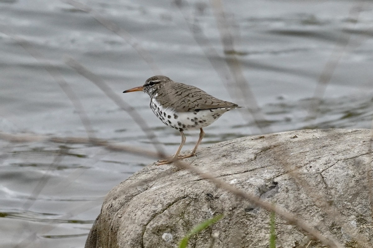 Spotted Sandpiper - Terry Bohling