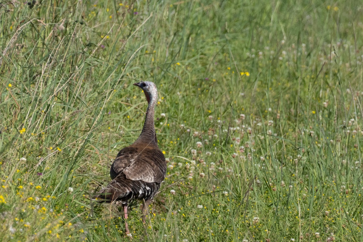 Wild Turkey - ML567732141