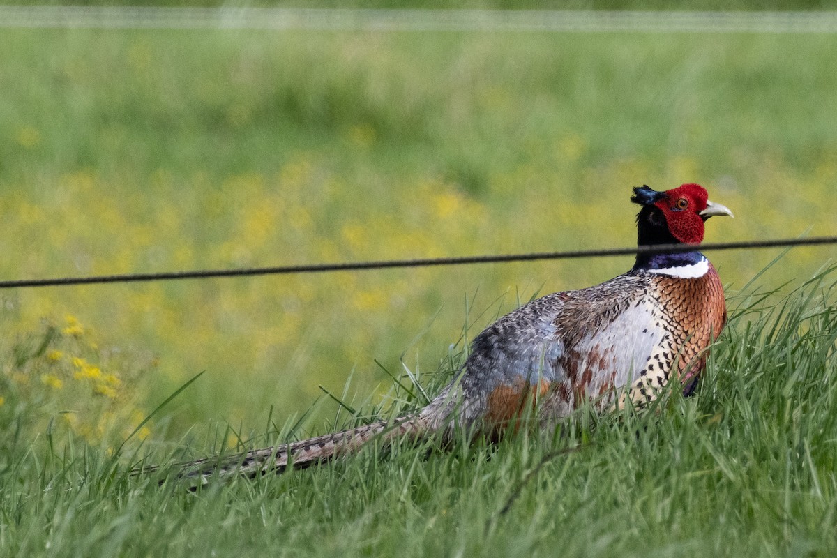 Ring-necked Pheasant - Kathryn Pamiroyan