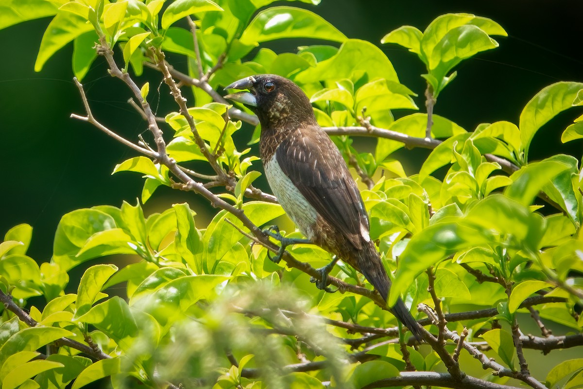 White-rumped Munia - ML567733671