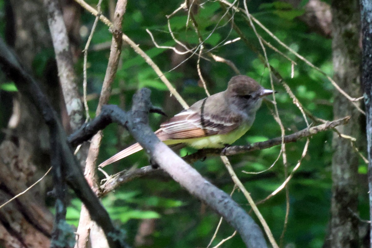 Great Crested Flycatcher - ML567735381