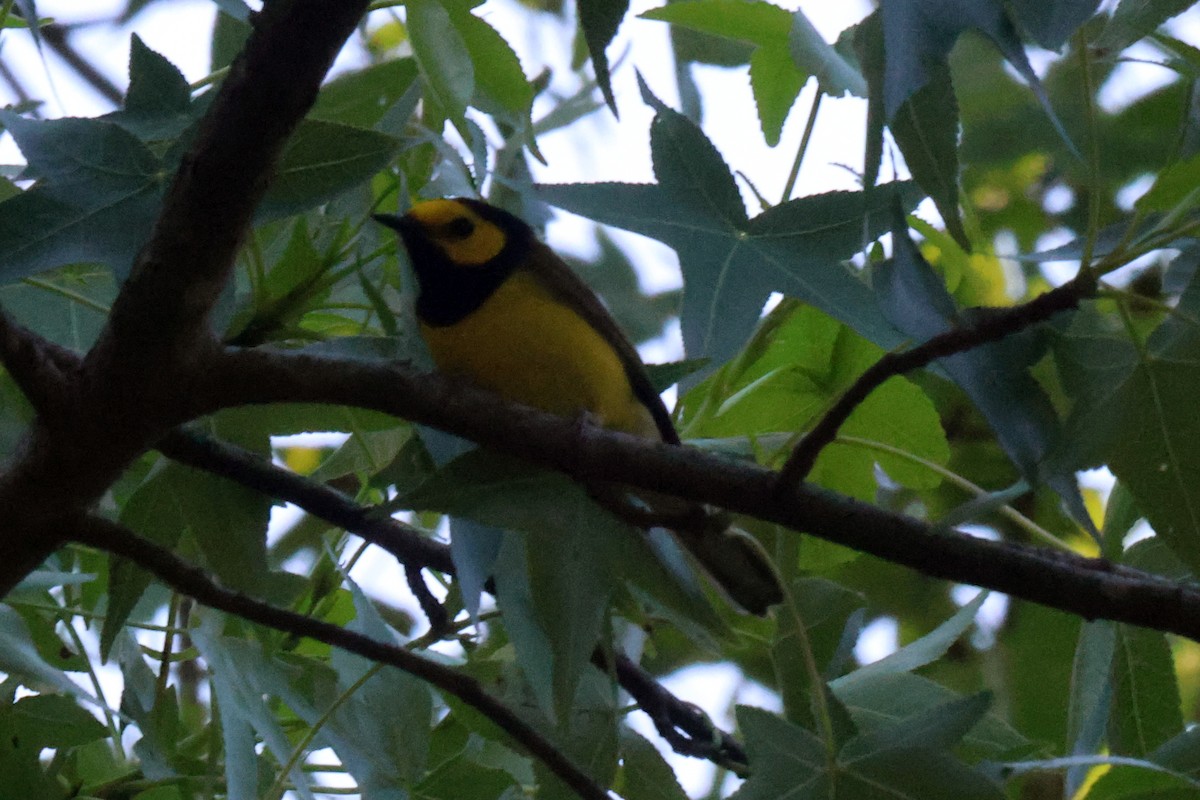 Hooded Warbler - Vern Bothwell