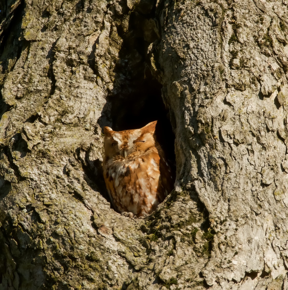 Eastern Screech-Owl - ML567736151