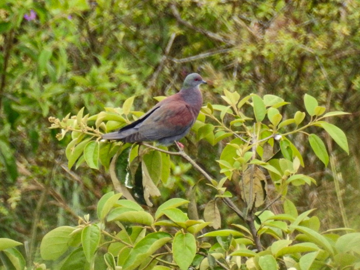 Pale-vented Pigeon - ML567737041