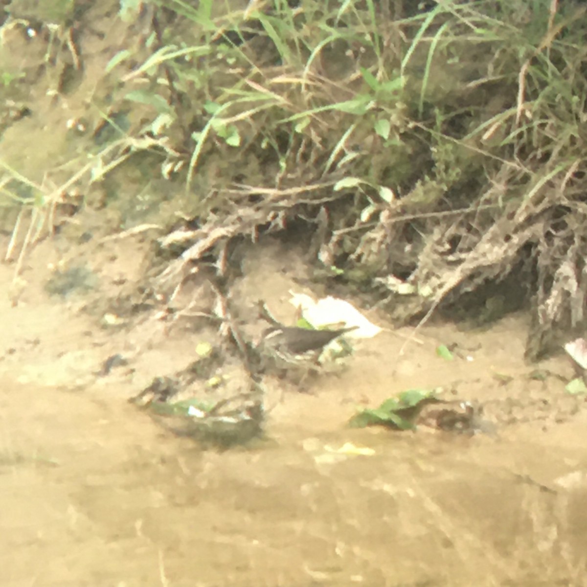 Northern Waterthrush - ML567737241