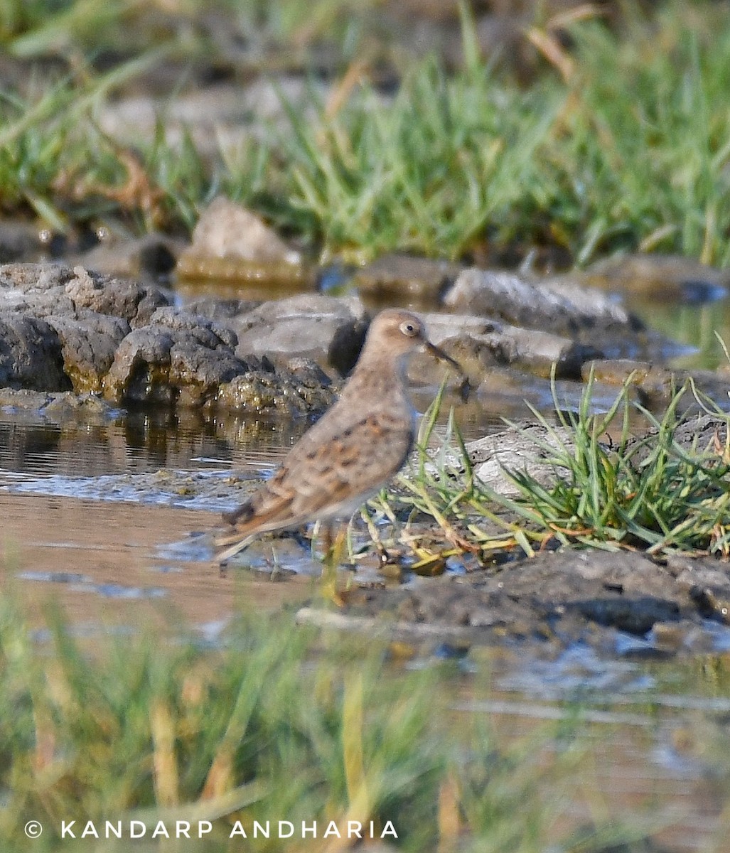 Temminck's Stint - Kandarp  Andharia