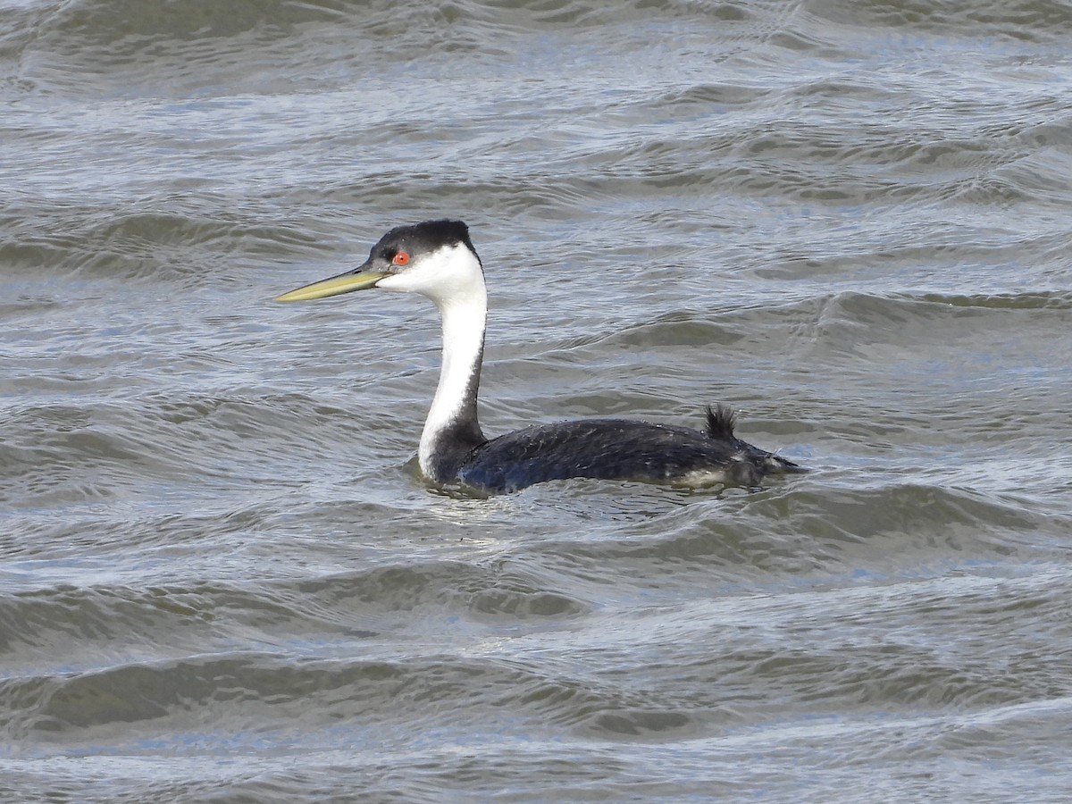 Western Grebe - ML567738111