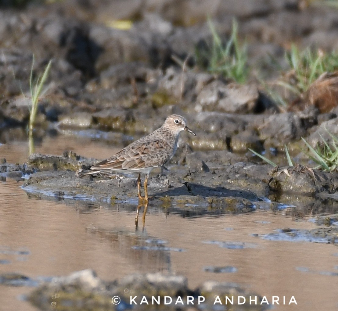 temmincksnipe - ML567738481