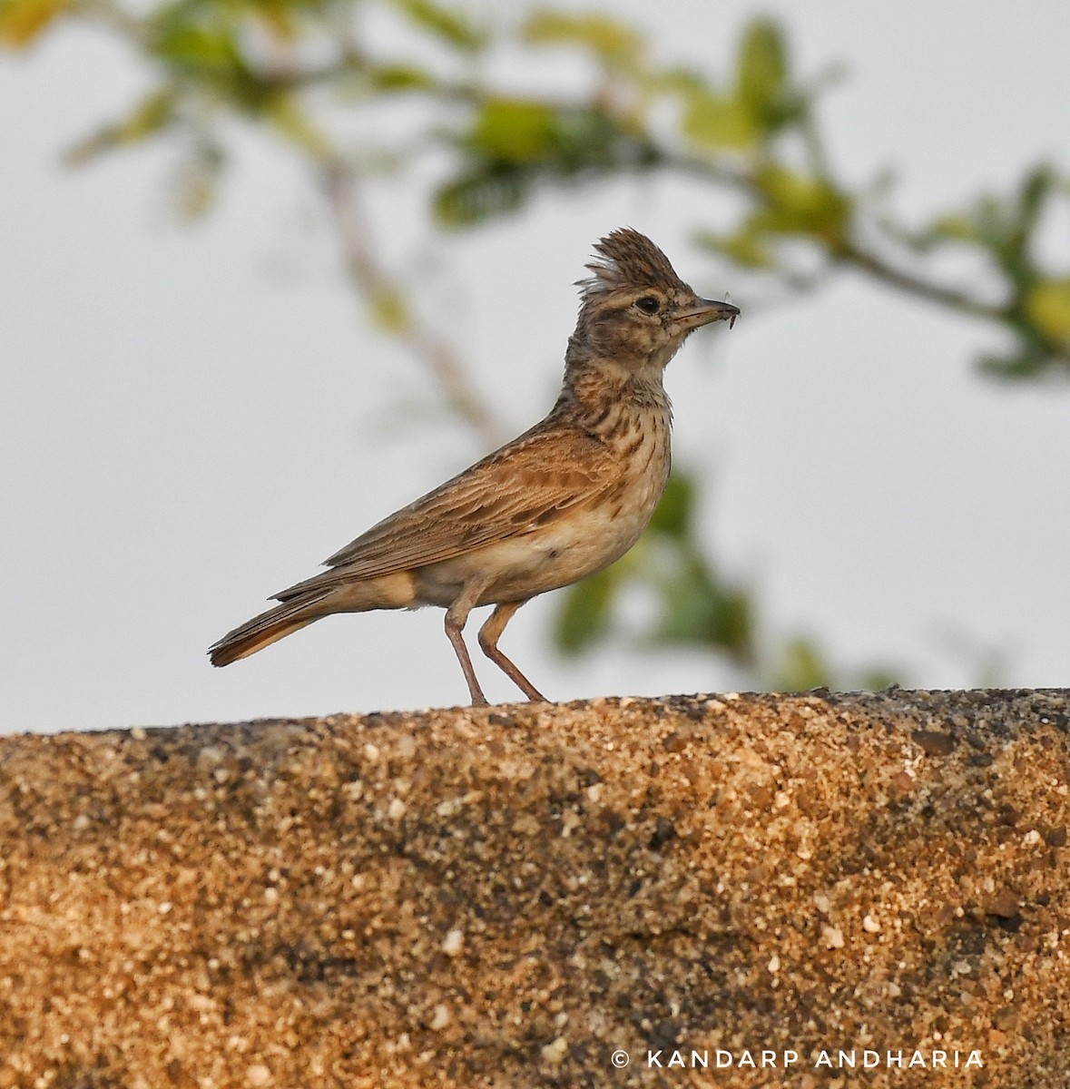 Sand Lark - ML567738691