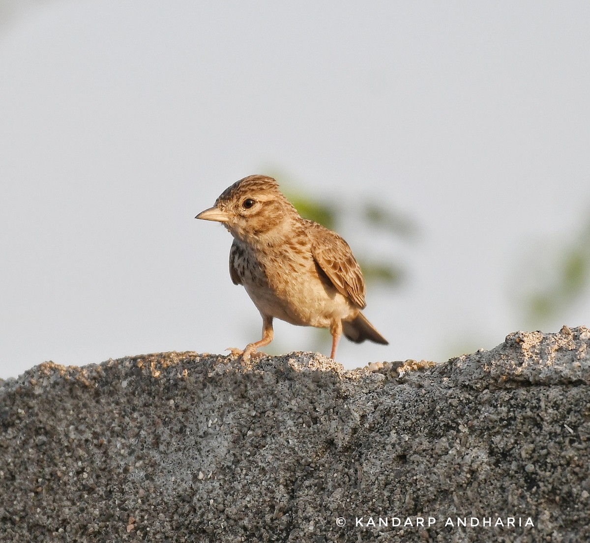 Sand Lark - ML567738701