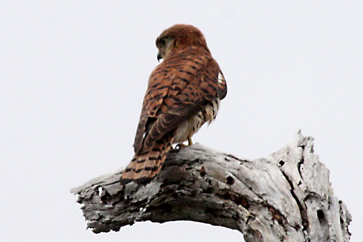 Mauritius Kestrel - ML567738971