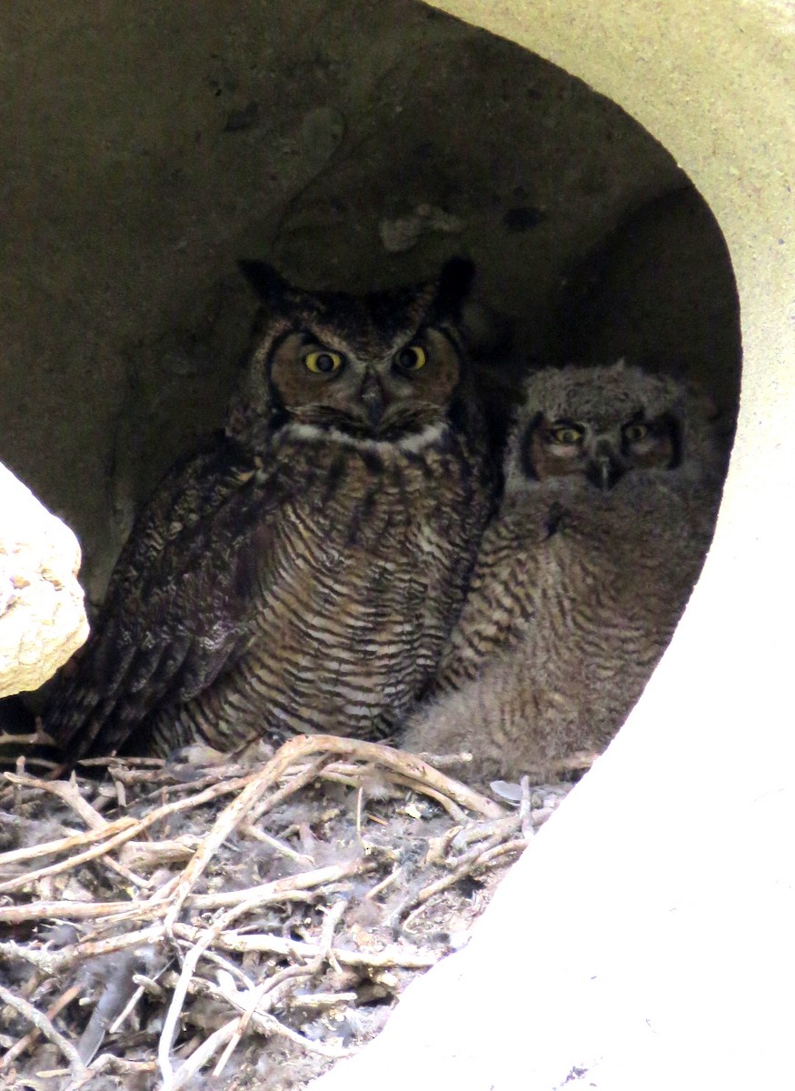 Great Horned Owl - Gretchen Rohde