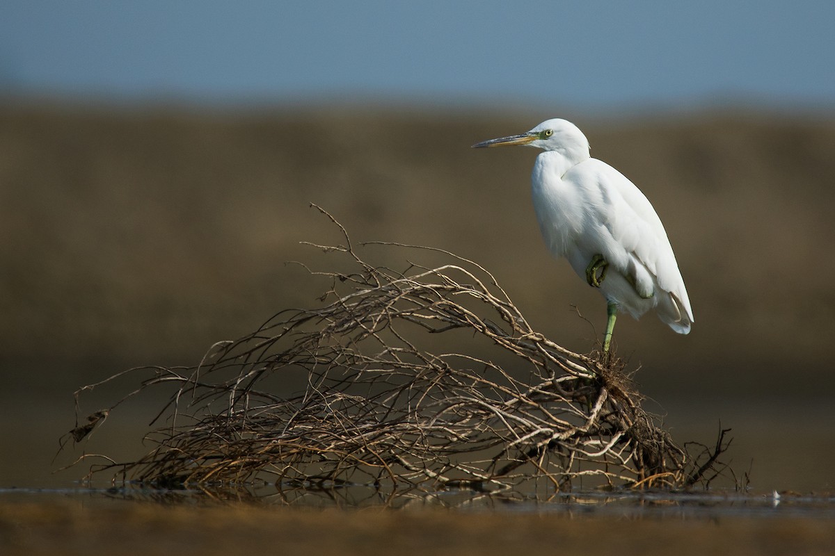 Pacific Reef-Heron - ML56774001