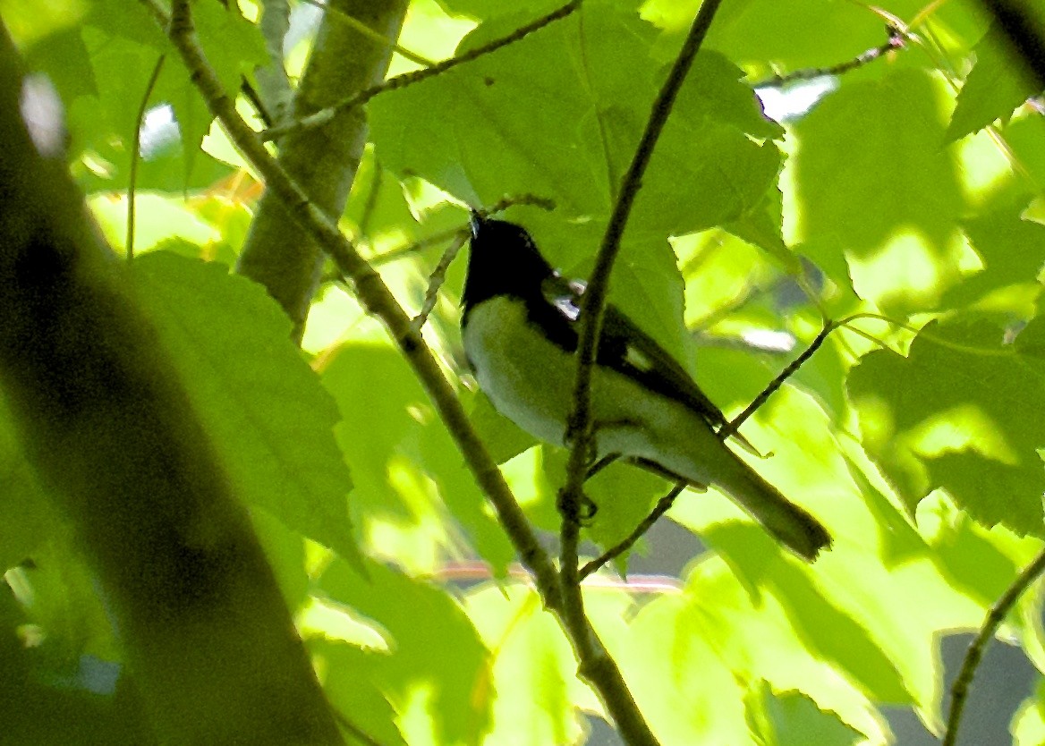 Black-throated Blue Warbler - ML56774101