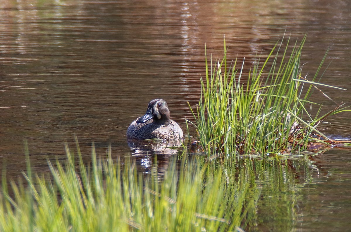 Blue-winged Teal - ML567741601