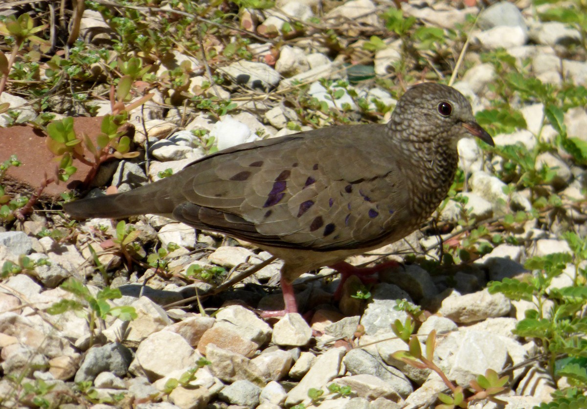 Common Ground Dove - ML567742251