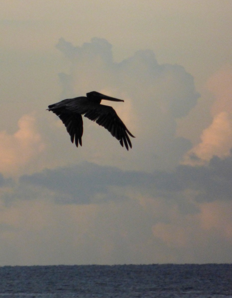 Brown Pelican - ML567742461