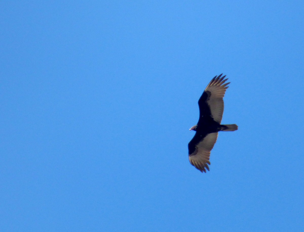 Turkey Vulture - ML567742701