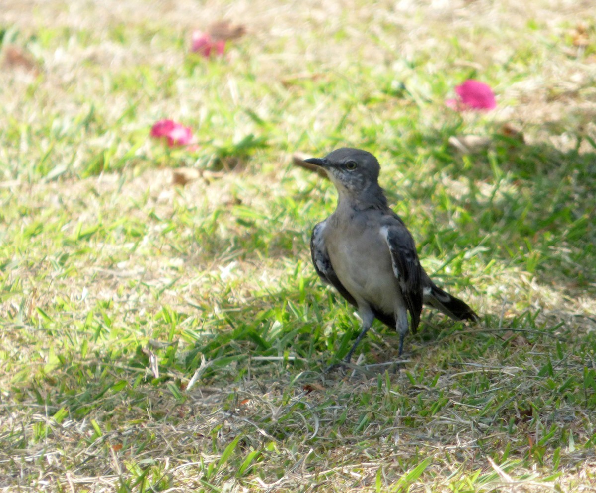 Northern Mockingbird - ML567742781