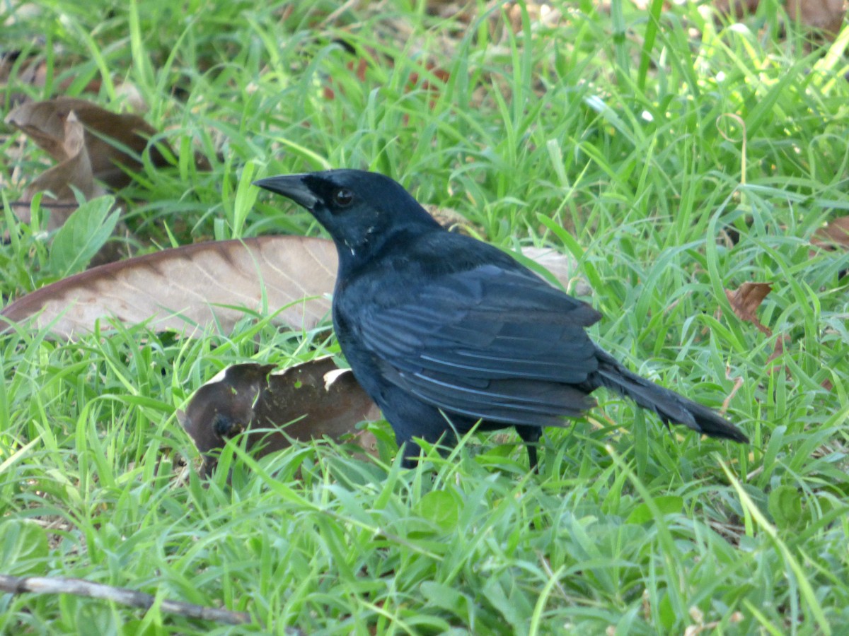 Cuban Blackbird - ML567742961