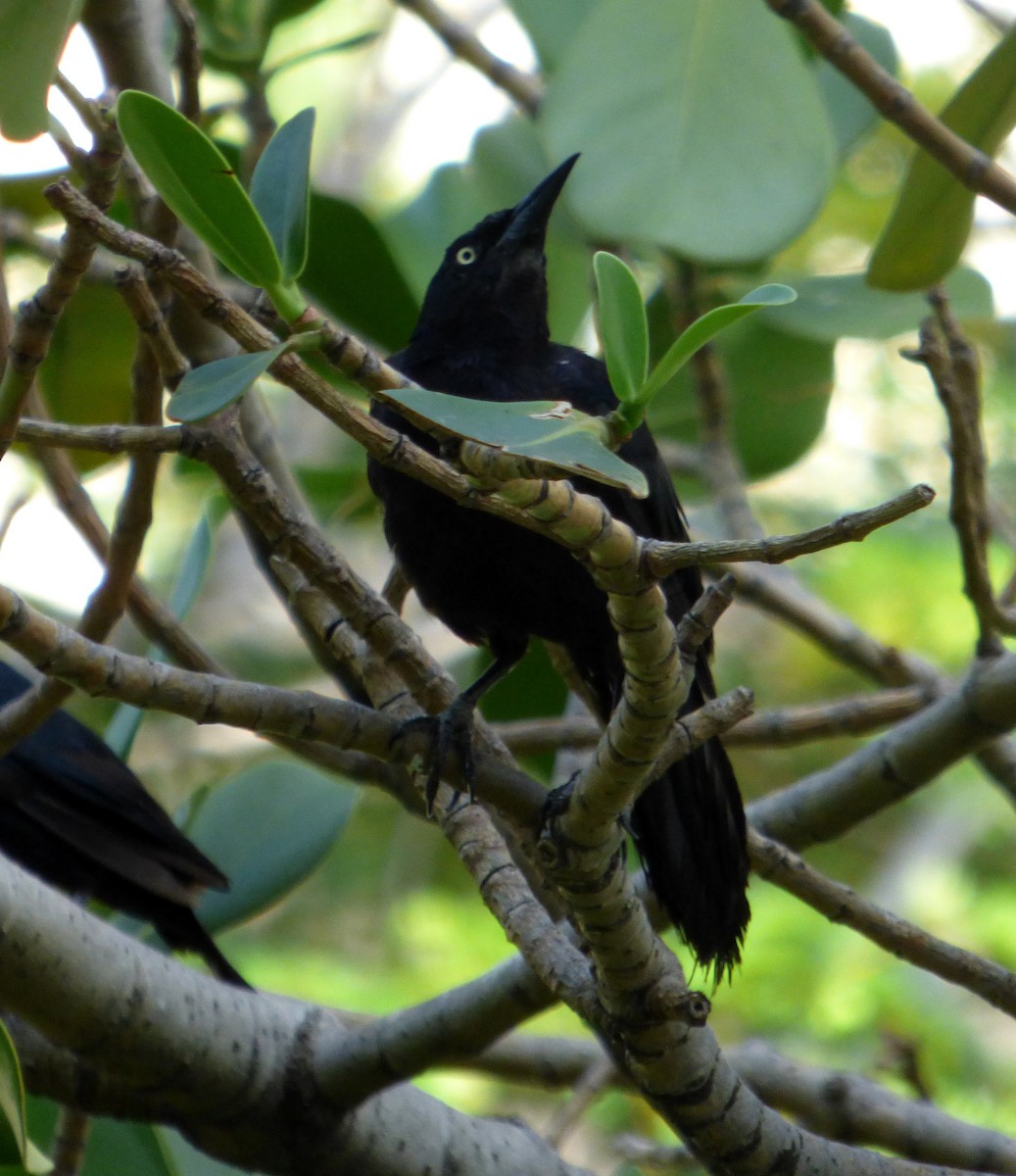 Greater Antillean Grackle - ML567743071