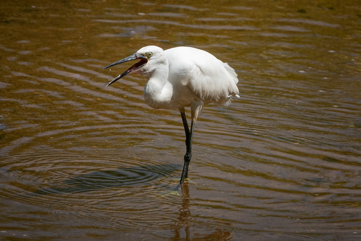 Little Egret - Bao Shen Yap