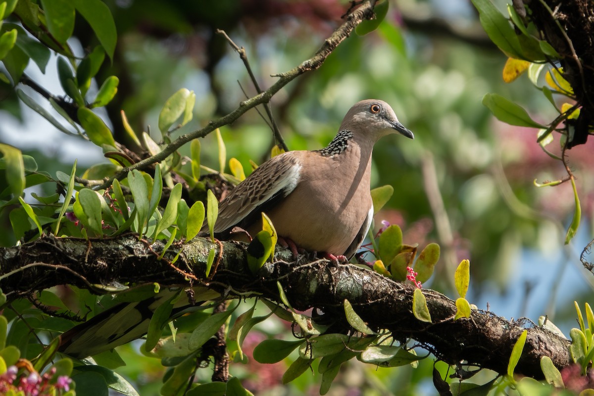 Spotted Dove - Bao Shen Yap