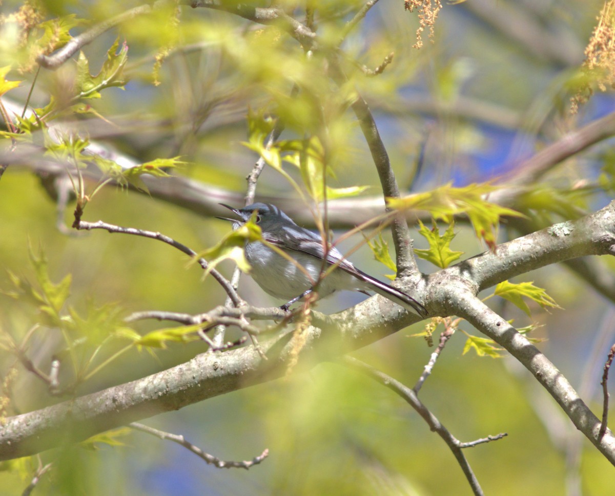Blue-gray Gnatcatcher - ML567745581