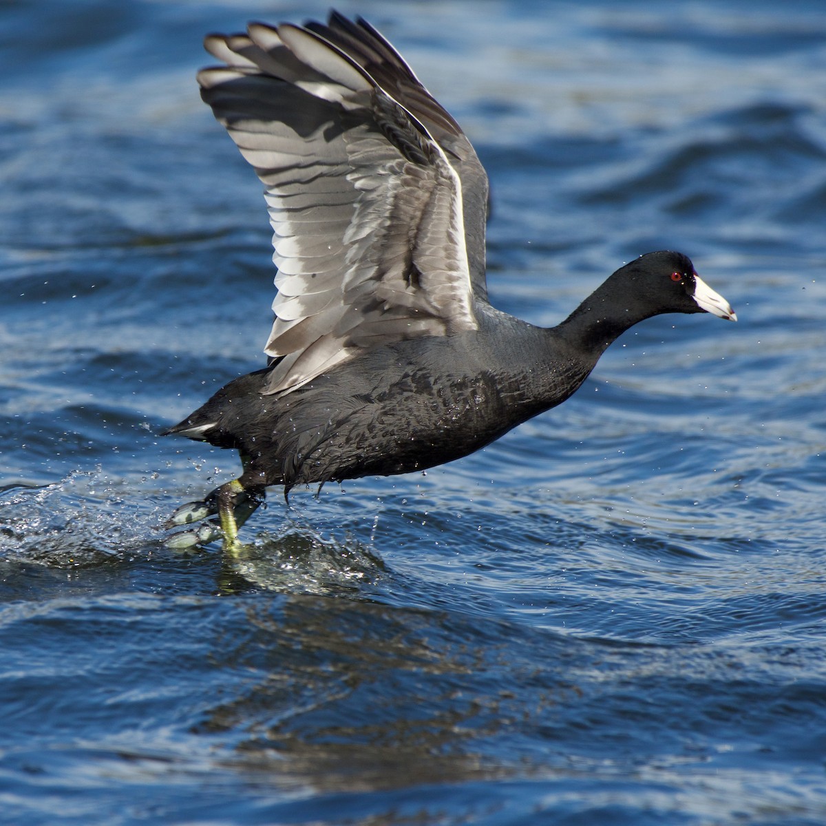 American Coot - ML56774591