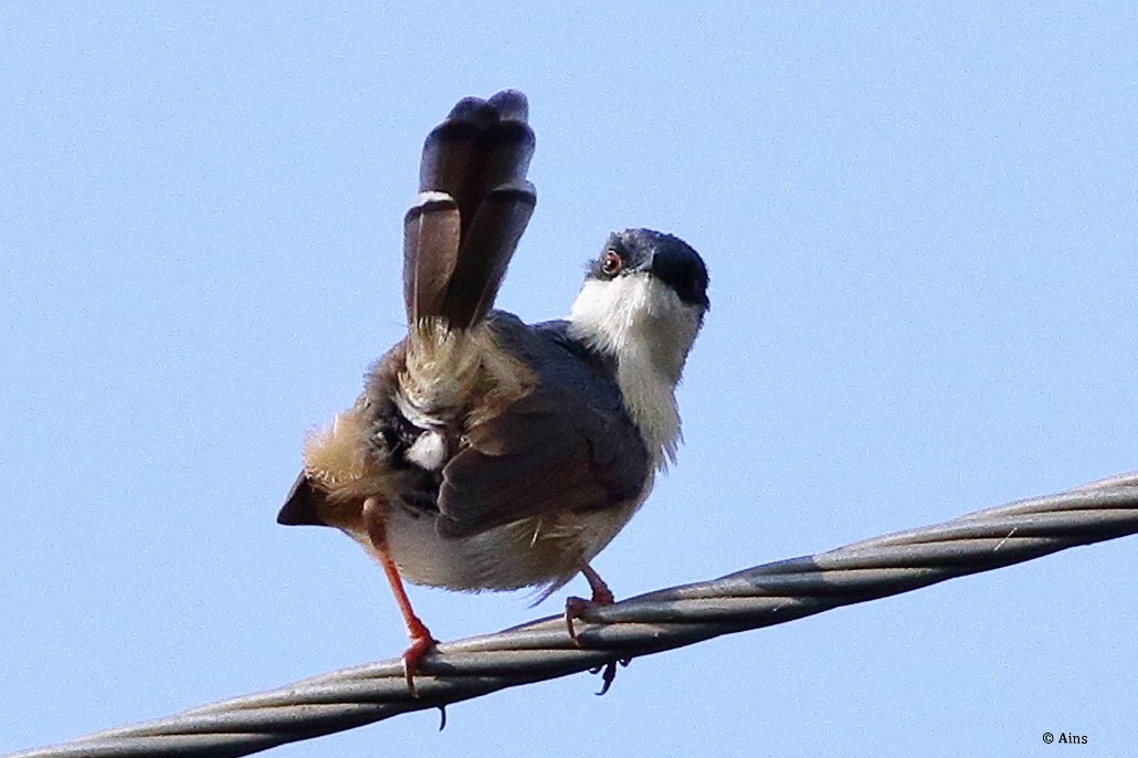 Prinia cendrée - ML567746251