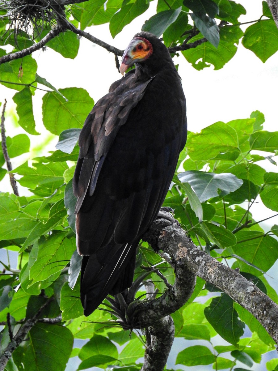 Lesser Yellow-headed Vulture - ML567746391