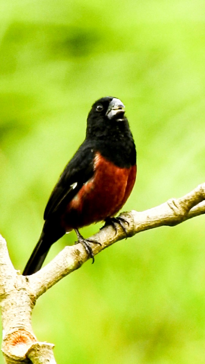 Chestnut-bellied Seed-Finch - ML567747251